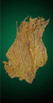 American Virginia Flue Cured